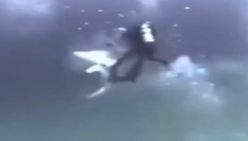 Tubarão enlouquece e assusta grupo de mergulhadores na Ásia; veja  (Reprodução)